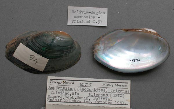 specimen