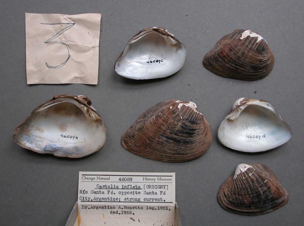 specimen