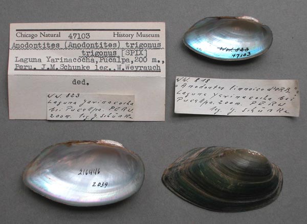specimen