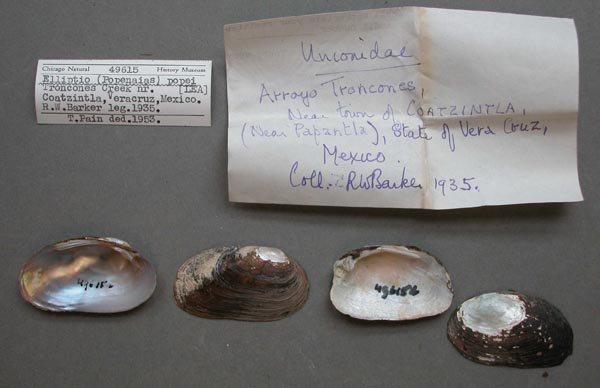 specimen