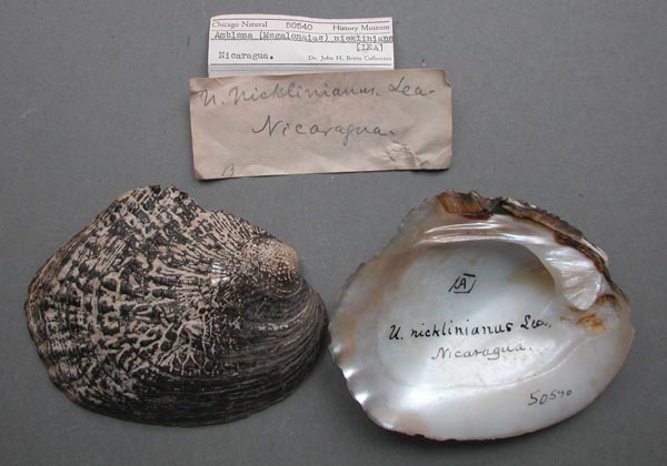 specimen