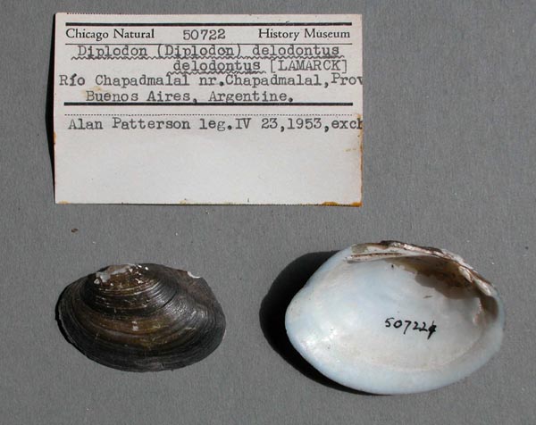 specimen
