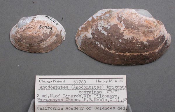 specimen