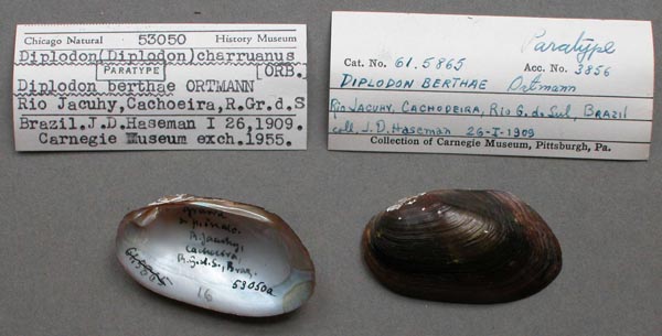specimen