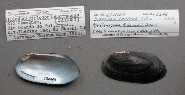 specimen