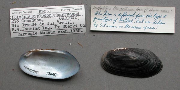 specimen