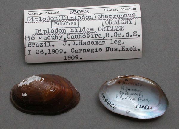 specimen