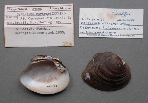 specimen