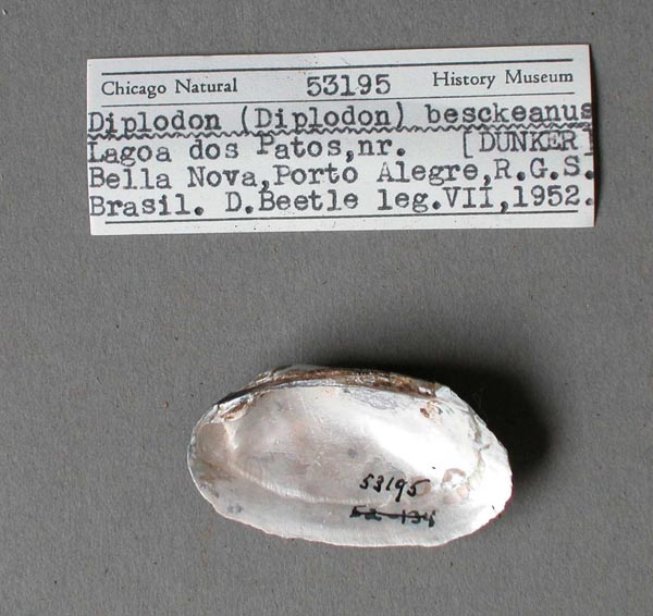 image of lot FMNH_53195 image of lot FMNH_53195