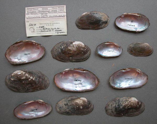 specimen