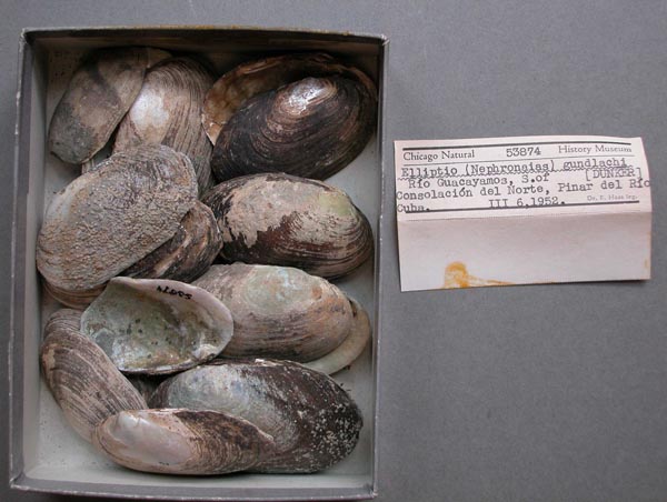 specimen