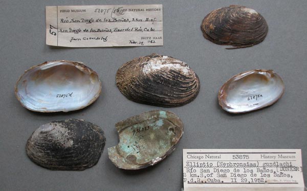 specimen