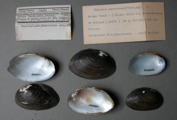 specimen
