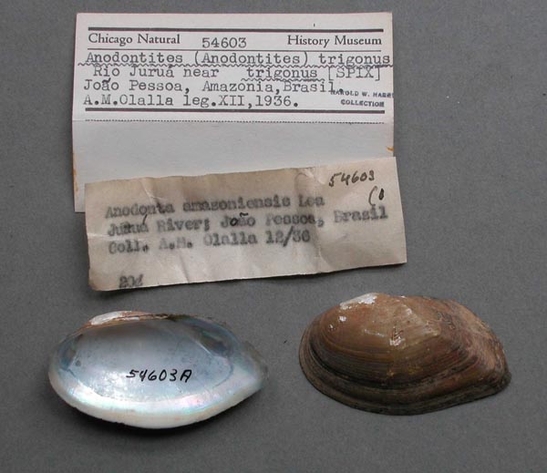 specimen