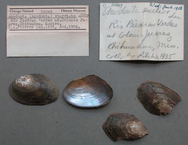 specimen