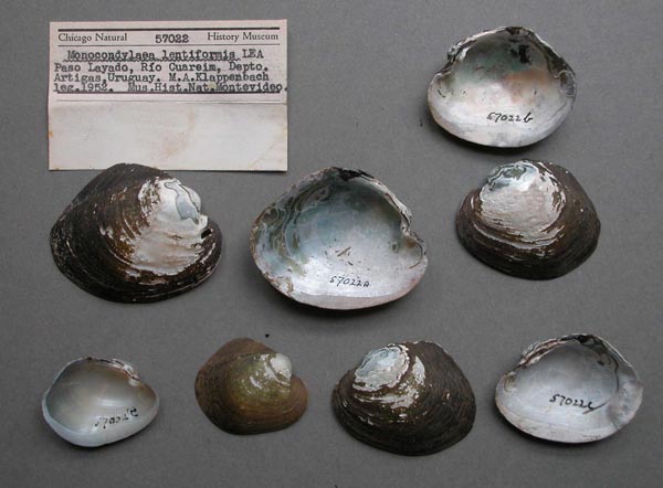 specimen