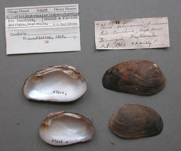 specimen