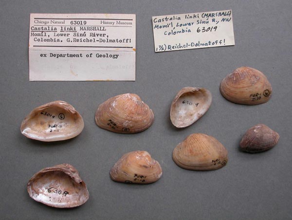 specimen