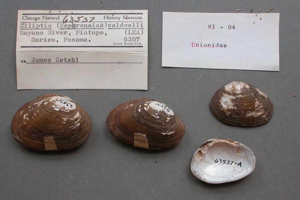 specimen