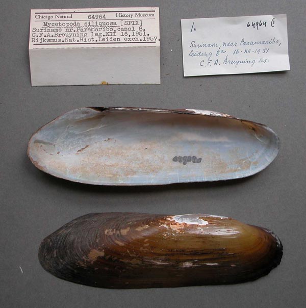specimen