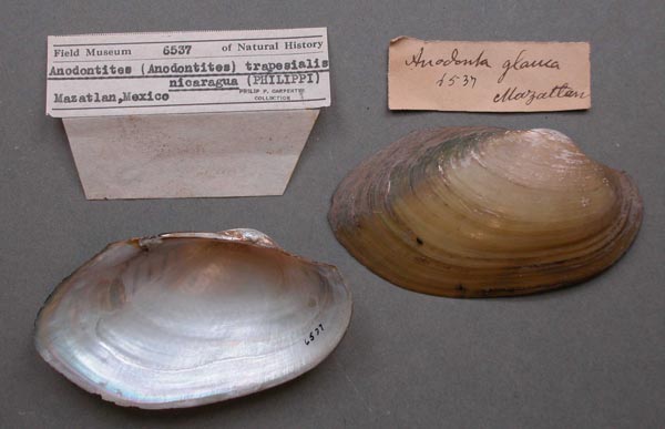 specimen