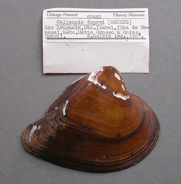 specimen