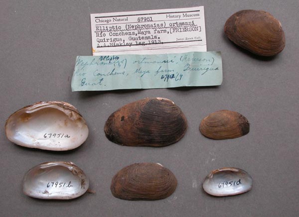 specimen