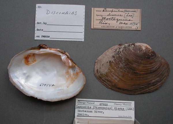 specimen
