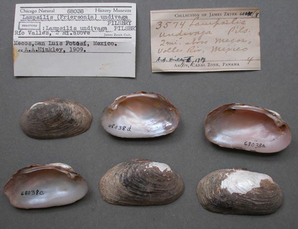 specimen