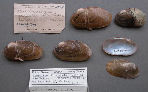 specimen