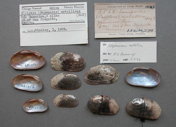 specimen