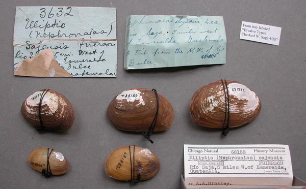 specimen