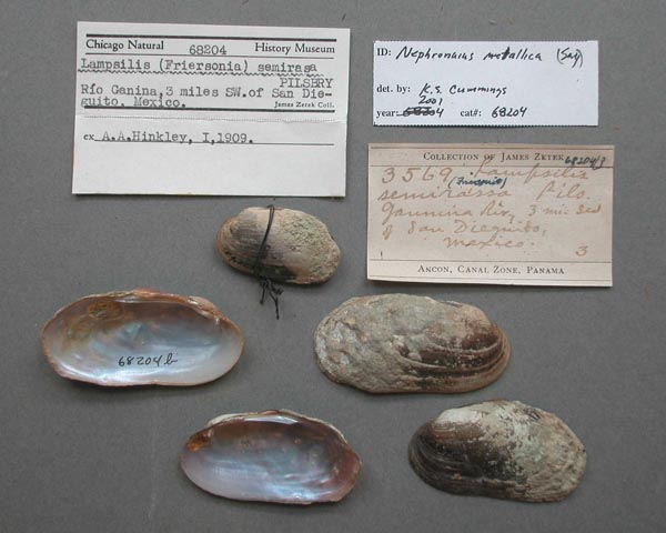 specimen