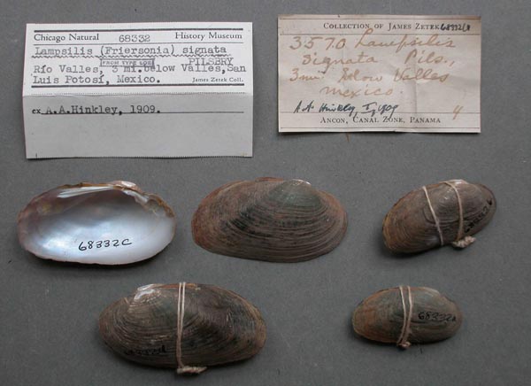 specimen