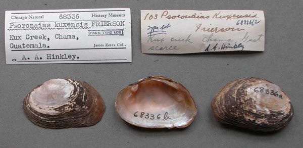 specimen