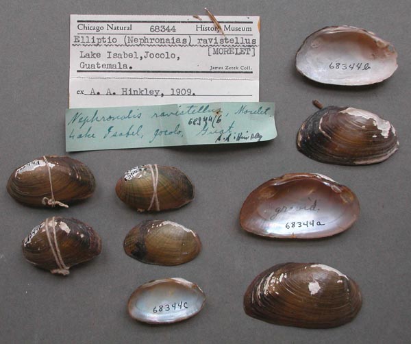 specimen