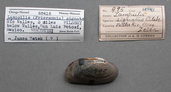 specimen