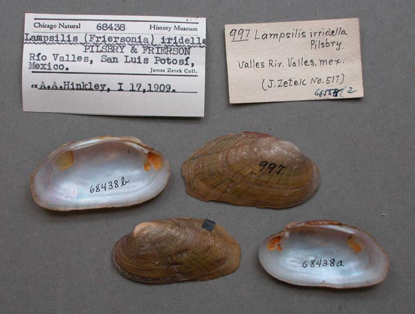specimen