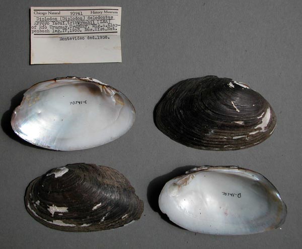 specimen