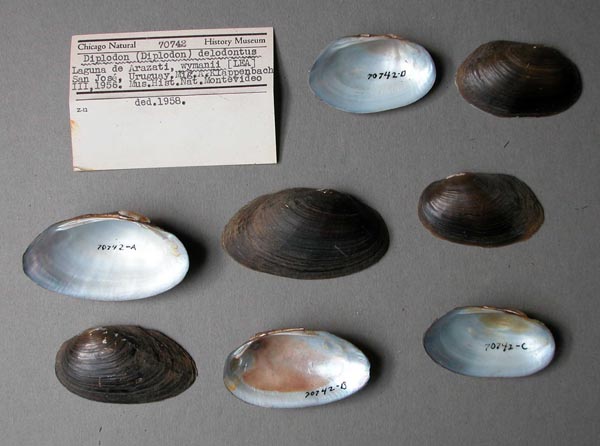 specimen
