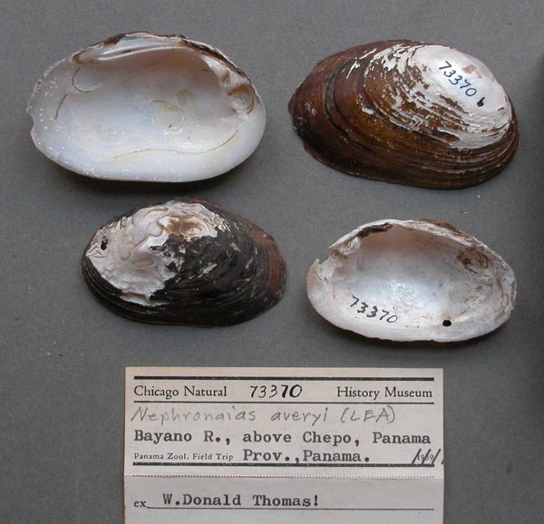 specimen