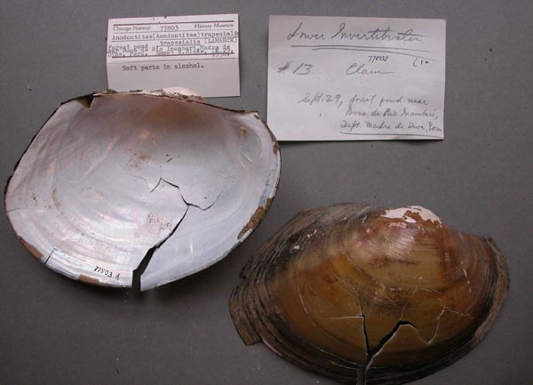 specimen