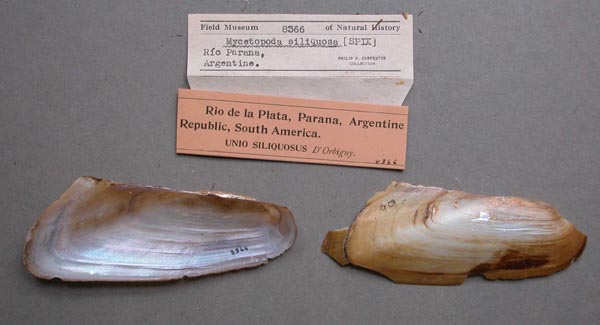 specimen