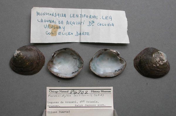 specimen