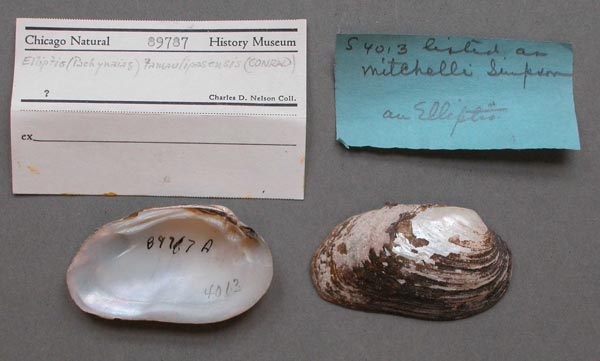 specimen