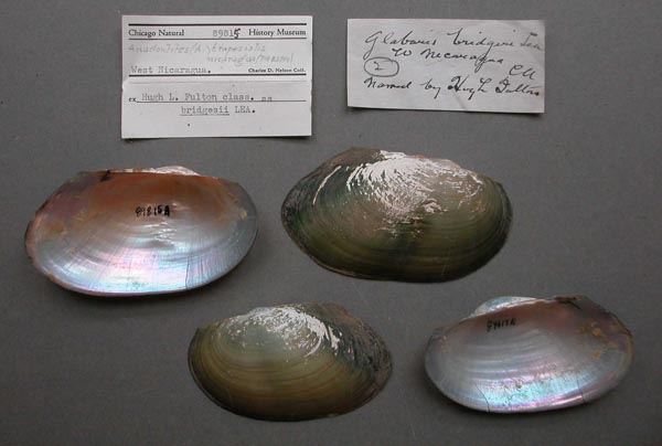 specimen