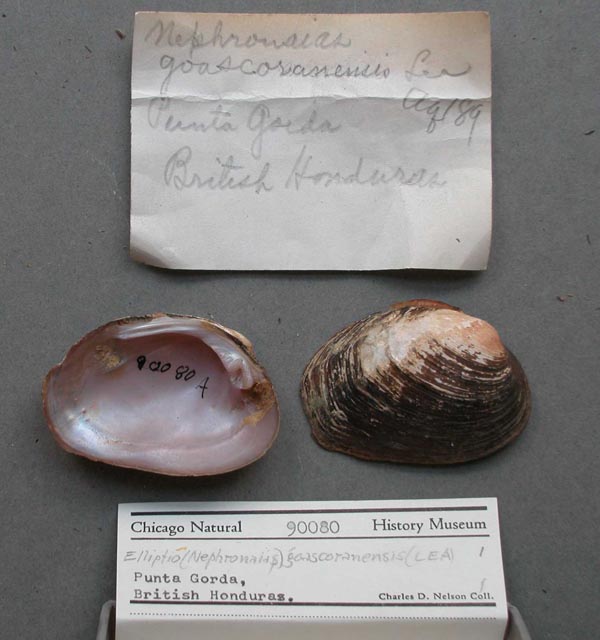 specimen