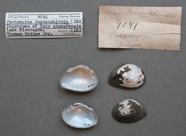 specimen