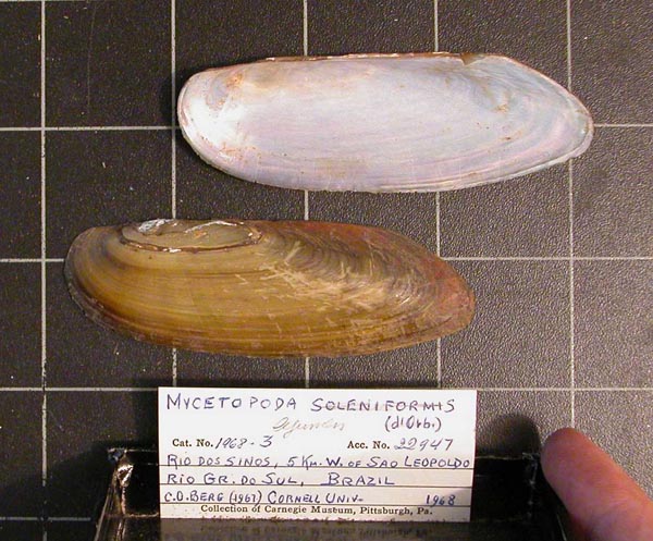specimen