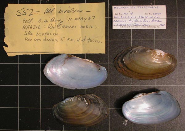 specimen